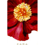 Image for Bulgarian Rose Zara