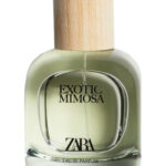 Image for Exotic Mimosa Zara