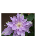 Image for Fleur De Lilac Bud Parfums