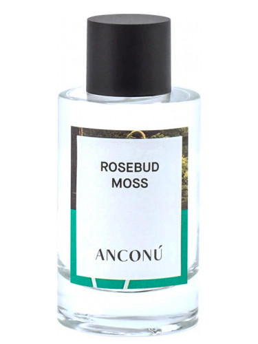 Rosebud Moss Anconu