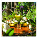 Image for Solstice Magnolia Solstice Scents